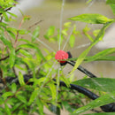 Garden Watering System Basic Kit 15-20-30 Meters